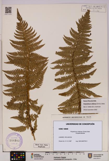 Polystichum chilense [Espécimen: UDEC:CONC:0148345]