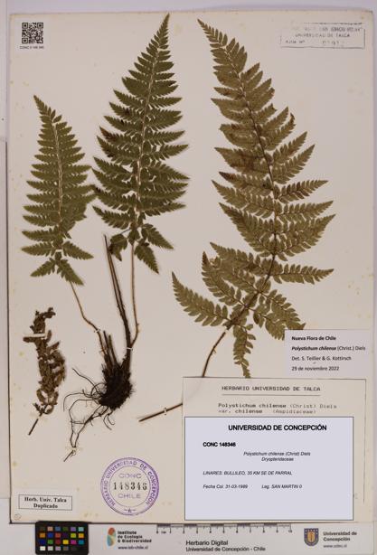 Polystichum chilense [Espécimen: UDEC:CONC:0148346]