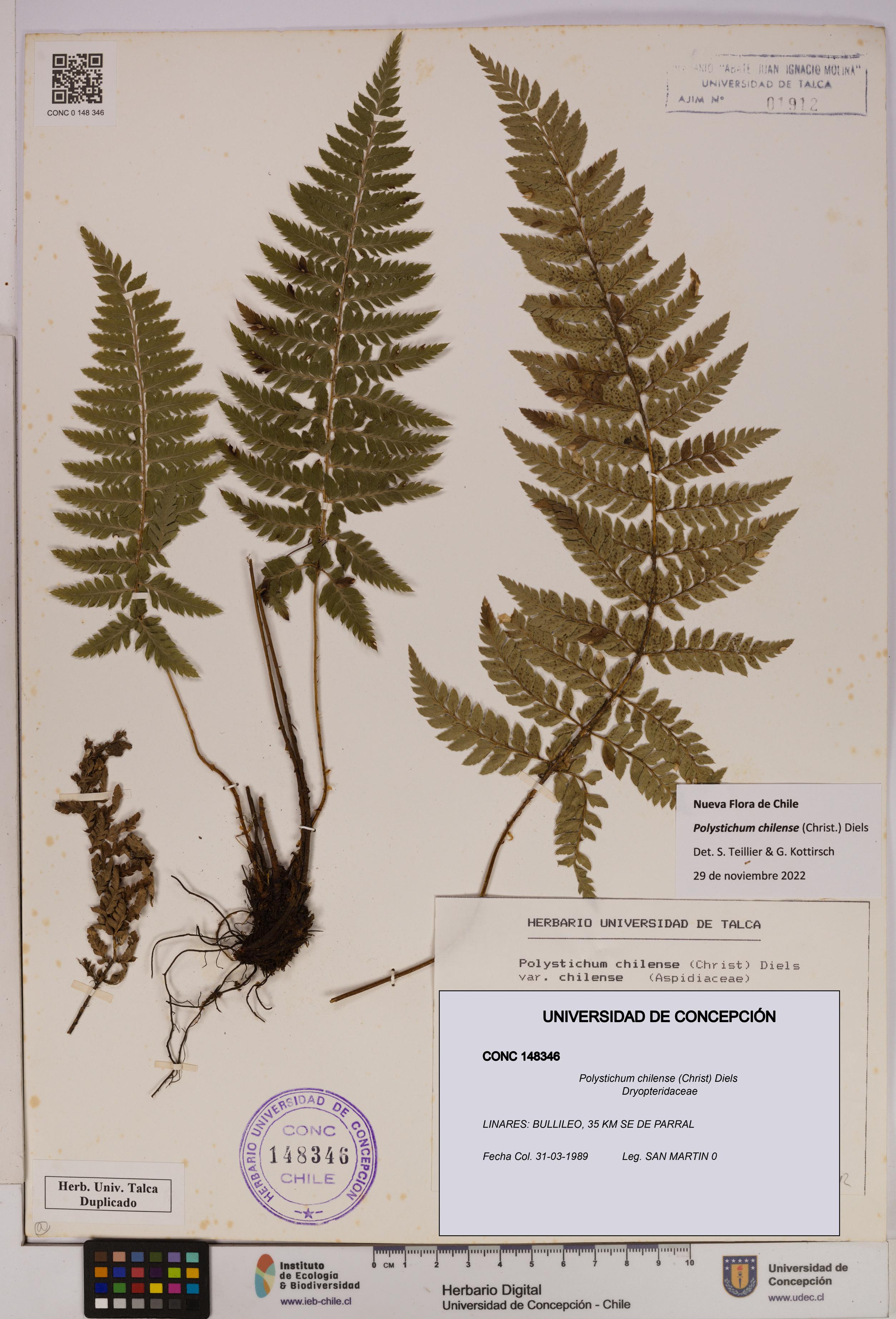 Polystichum chilense [Espécimen: UDEC:CONC:0148346]