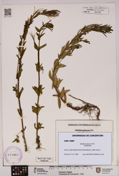Epilobium glaucum [Espécimen: UDEC:CONC:0148367]