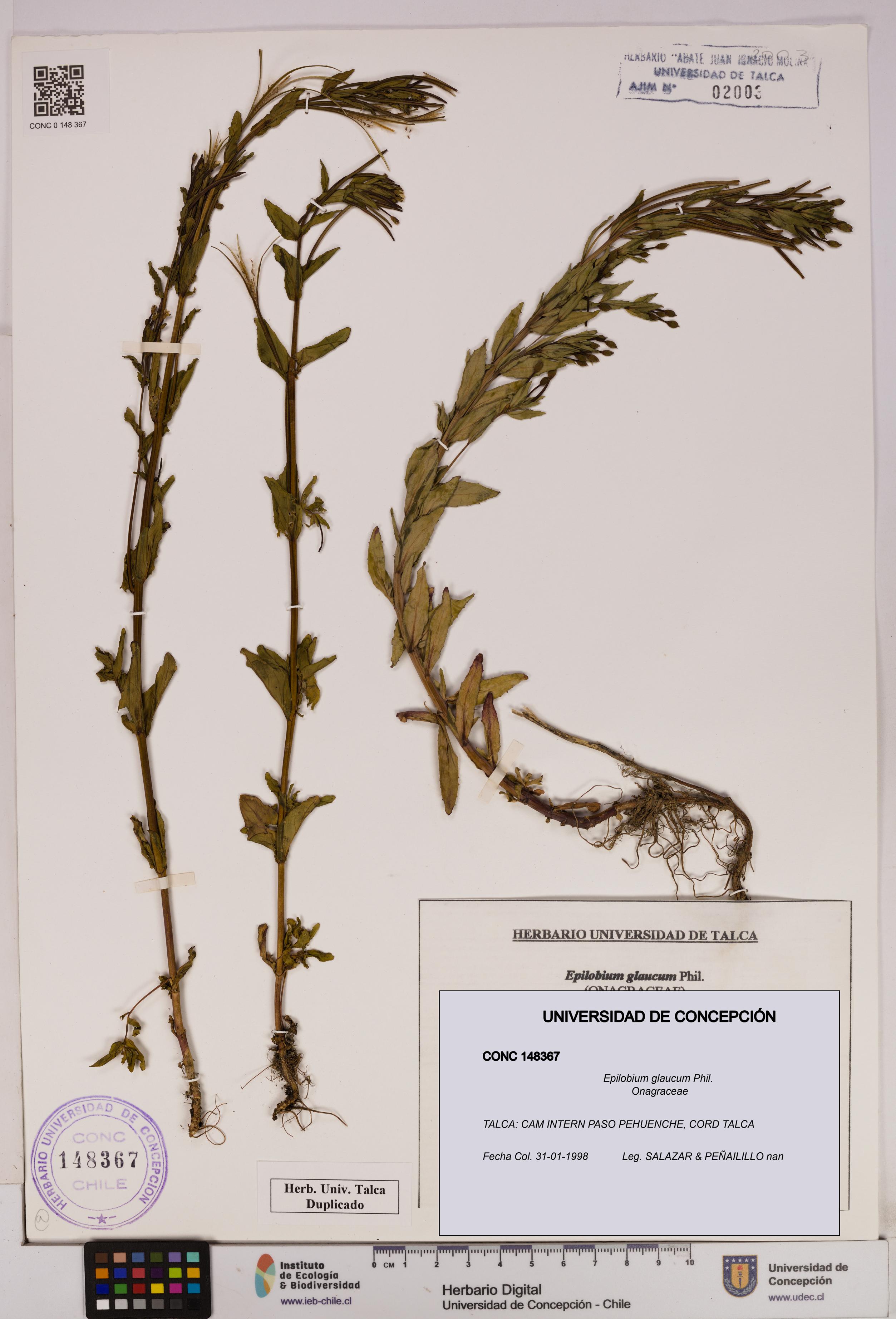 Epilobium glaucum [Espécimen: UDEC:CONC:0148367]