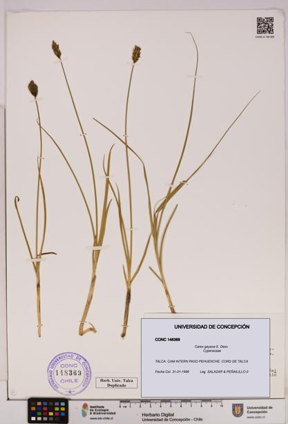Carex gayana [Espécimen: UDEC:CONC:0148369]