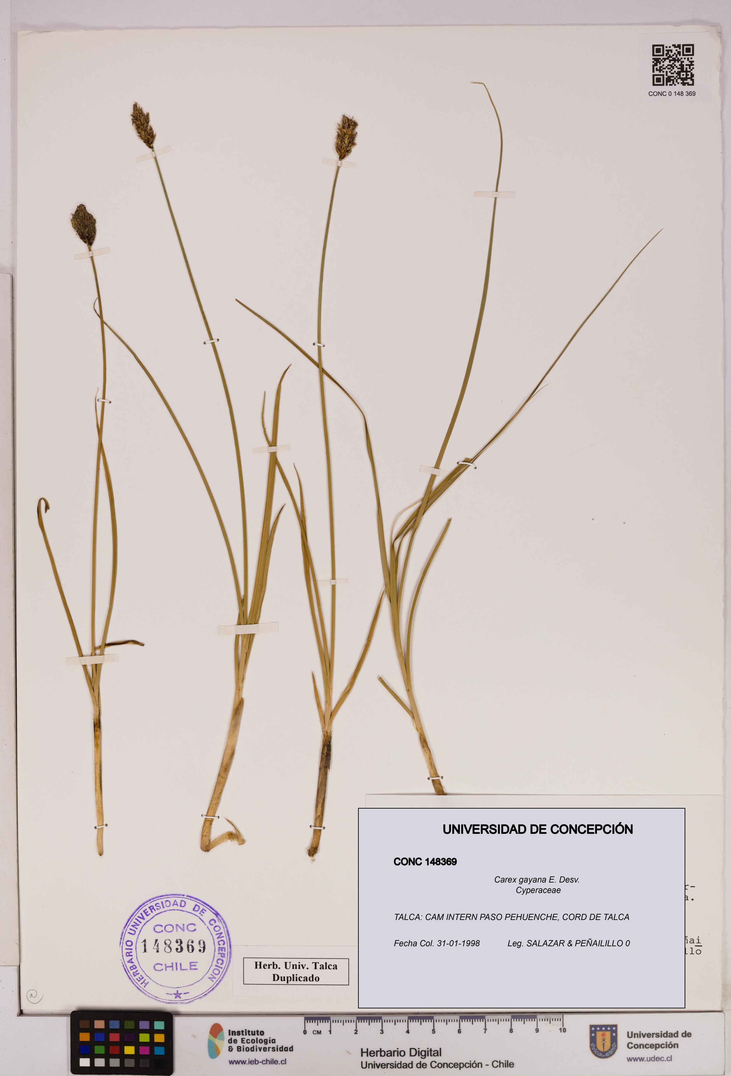 Carex gayana [Espécimen: UDEC:CONC:0148369]