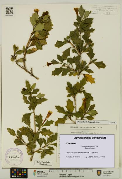Desfontainia fulgens [Espécimen: UDEC:CONC:0148383]