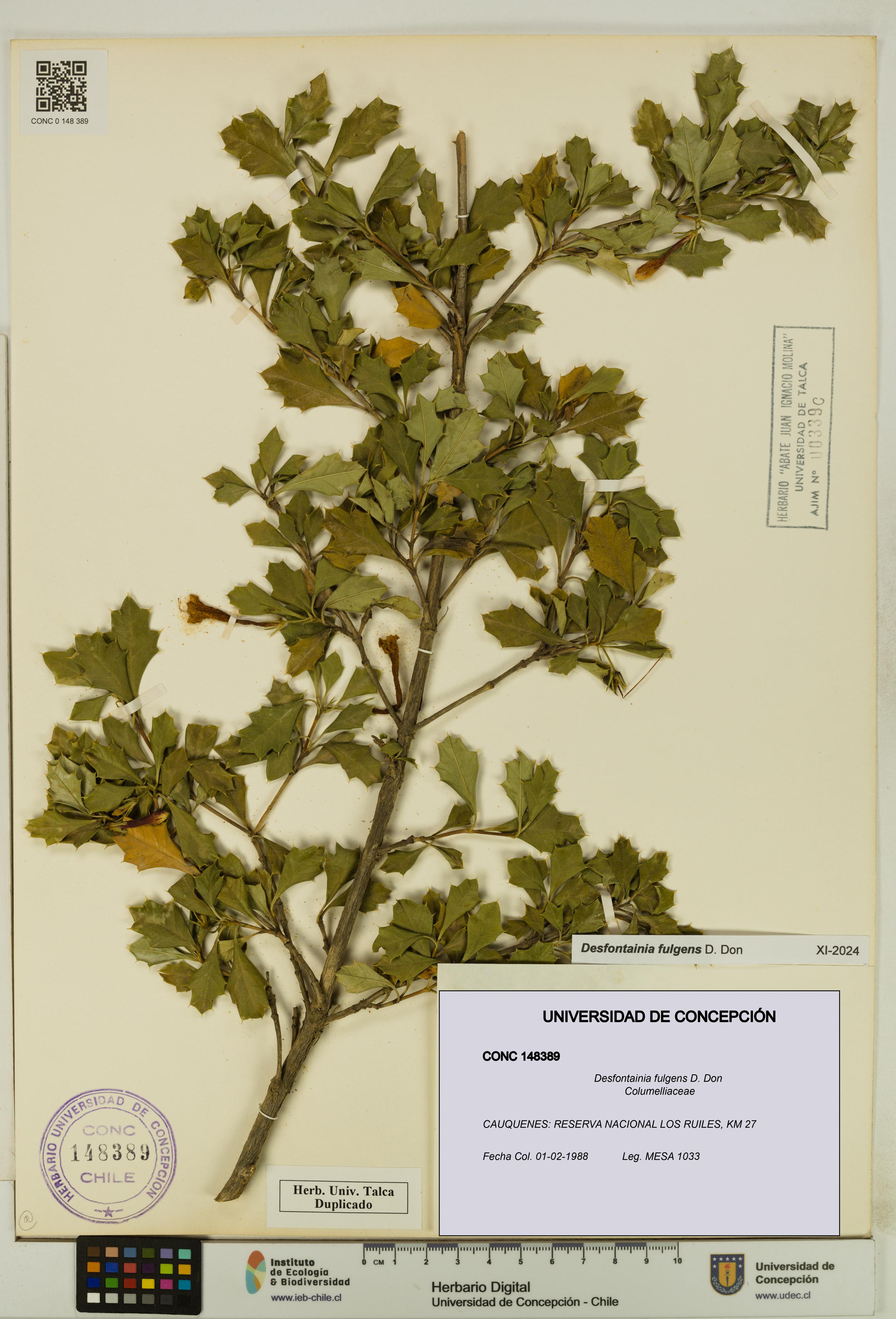 Desfontainia fulgens [Espécimen: UDEC:CONC:0148389]