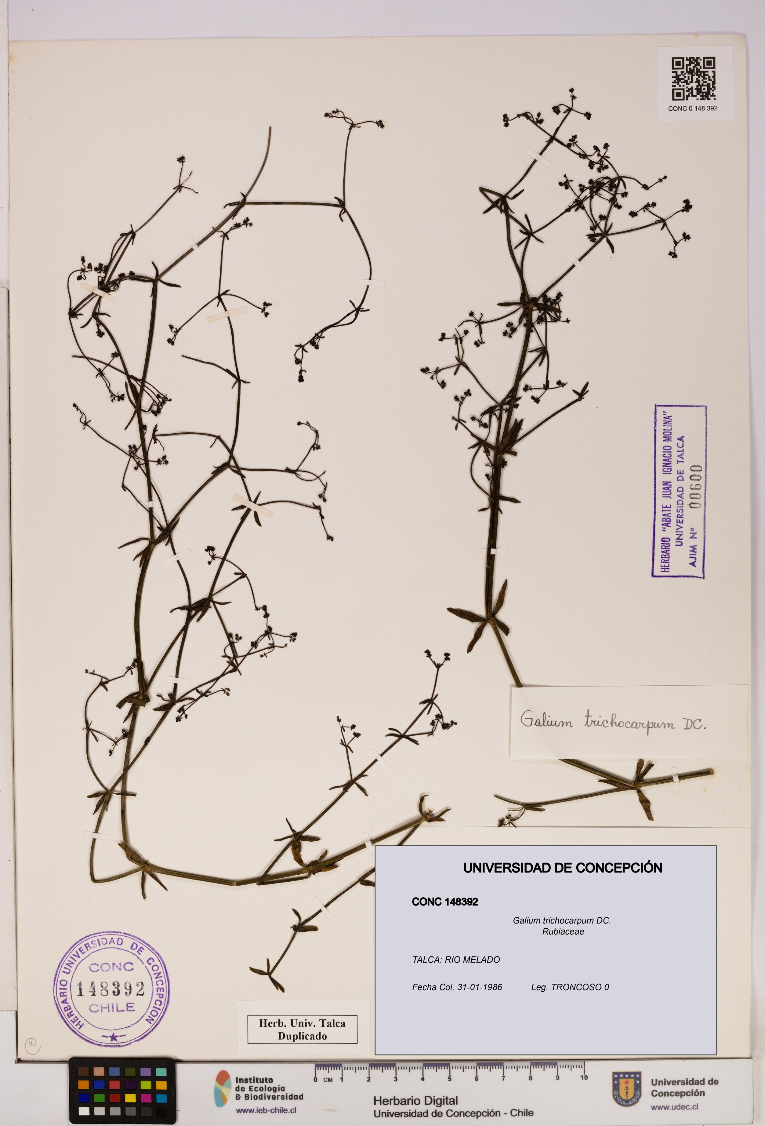 Galium trichocarpum [Espécimen: UDEC:CONC:0148392]