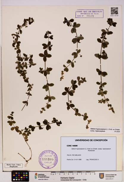 Galium hypocarpium subsp. hypocarpium [Espécimen: UDEC:CONC:0148395]