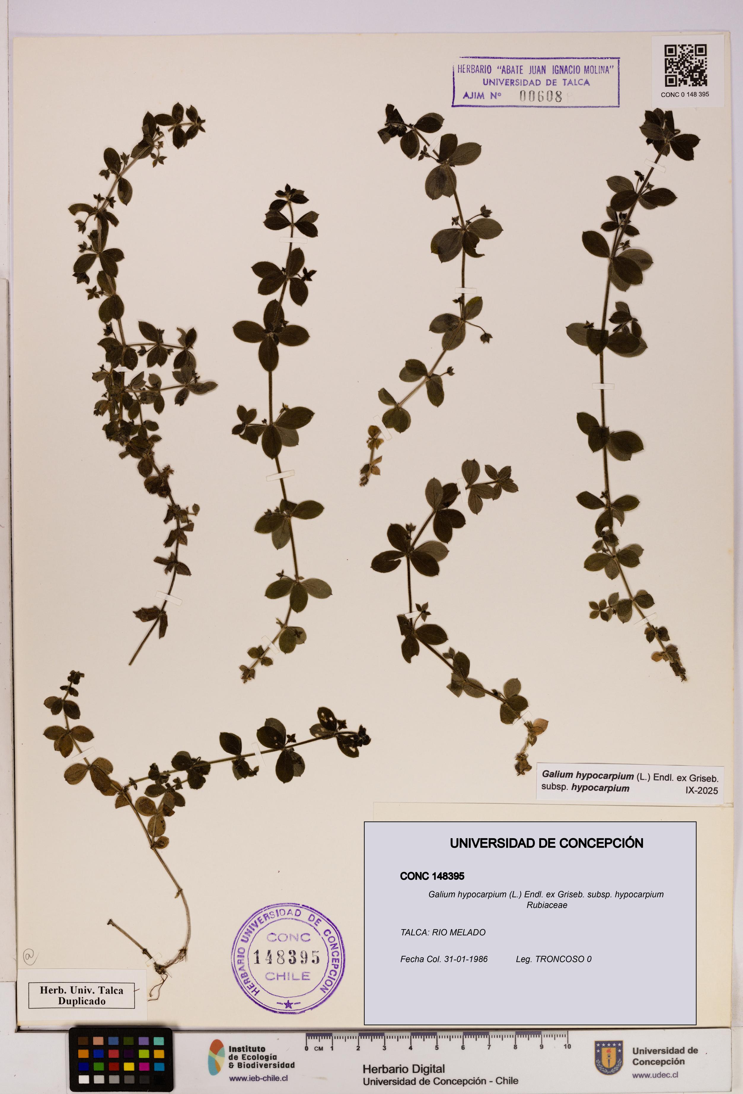 Galium hypocarpium subsp. hypocarpium [Espécimen: UDEC:CONC:0148395]