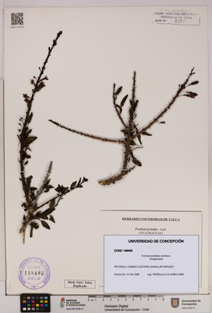 Fuchsia lycioides [Espécimen: UDEC:CONC:0148403]