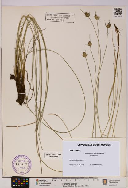 Carex setifolia [Espécimen: UDEC:CONC:0148407]