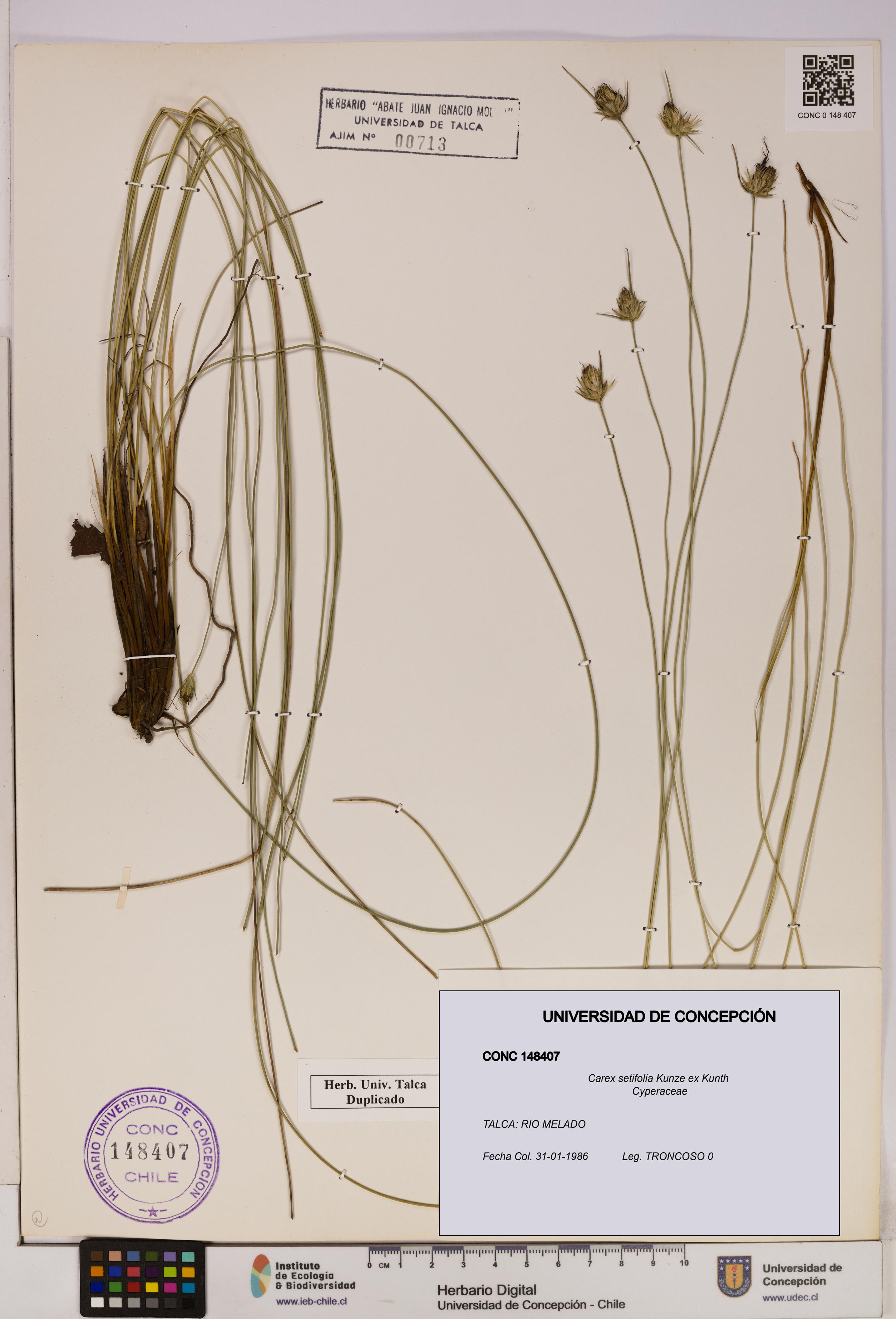 Carex setifolia [Espécimen: UDEC:CONC:0148407]