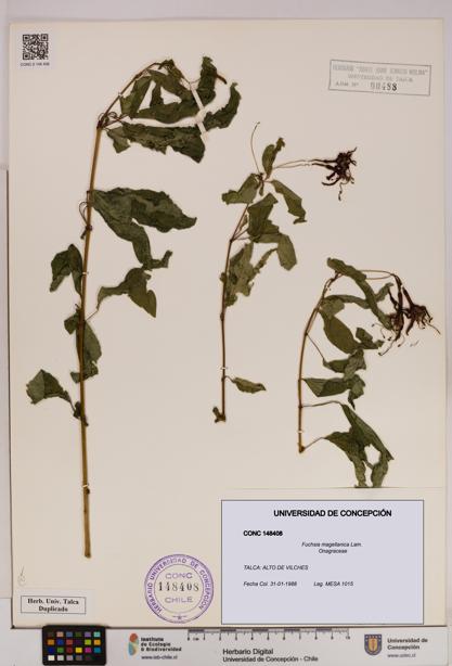 Fuchsia magellanica [Espécimen: UDEC:CONC:0148408]