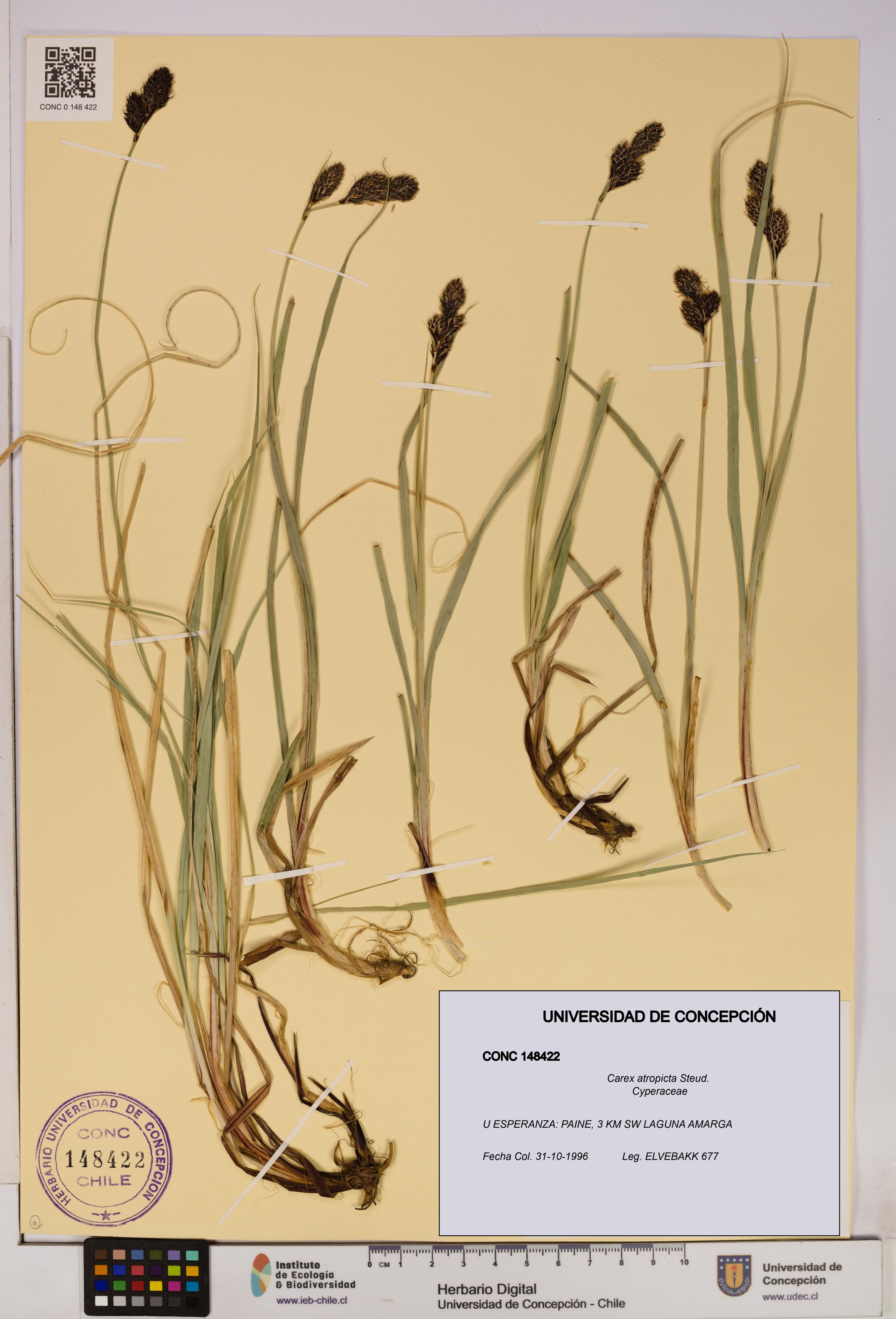Carex atropicta [Espécimen: UDEC:CONC:0148422]