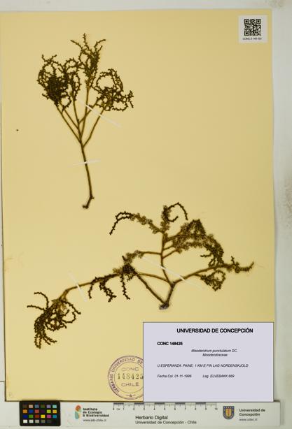 Misodendrum punctulatum [Espécimen: UDEC:CONC:0148425]