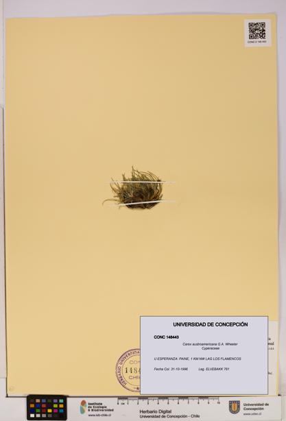 Carex austroamericana [Espécimen: UDEC:CONC:0148443]