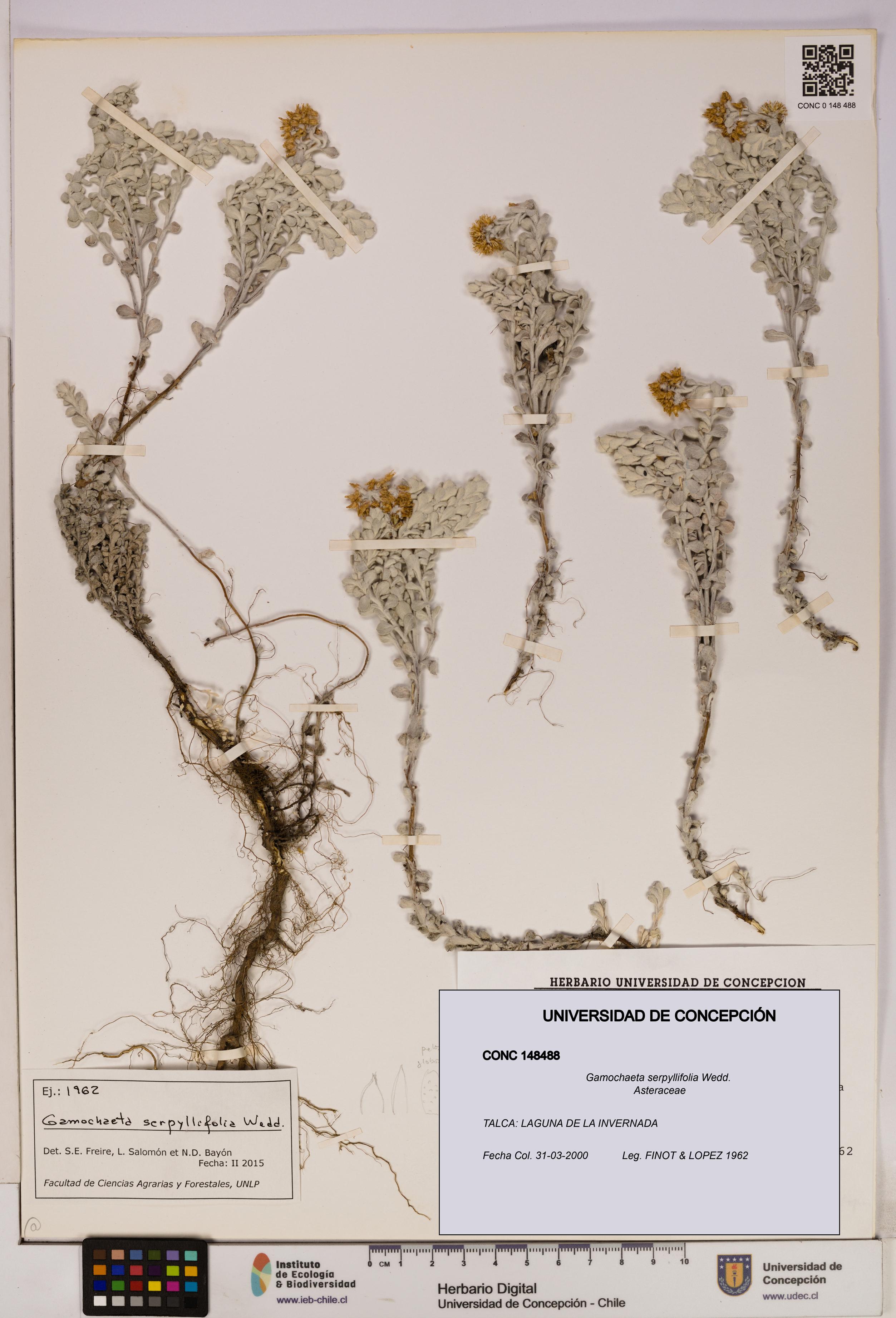 Gamochaeta serpyllifolia [Espécimen: UDEC:CONC:0148488]