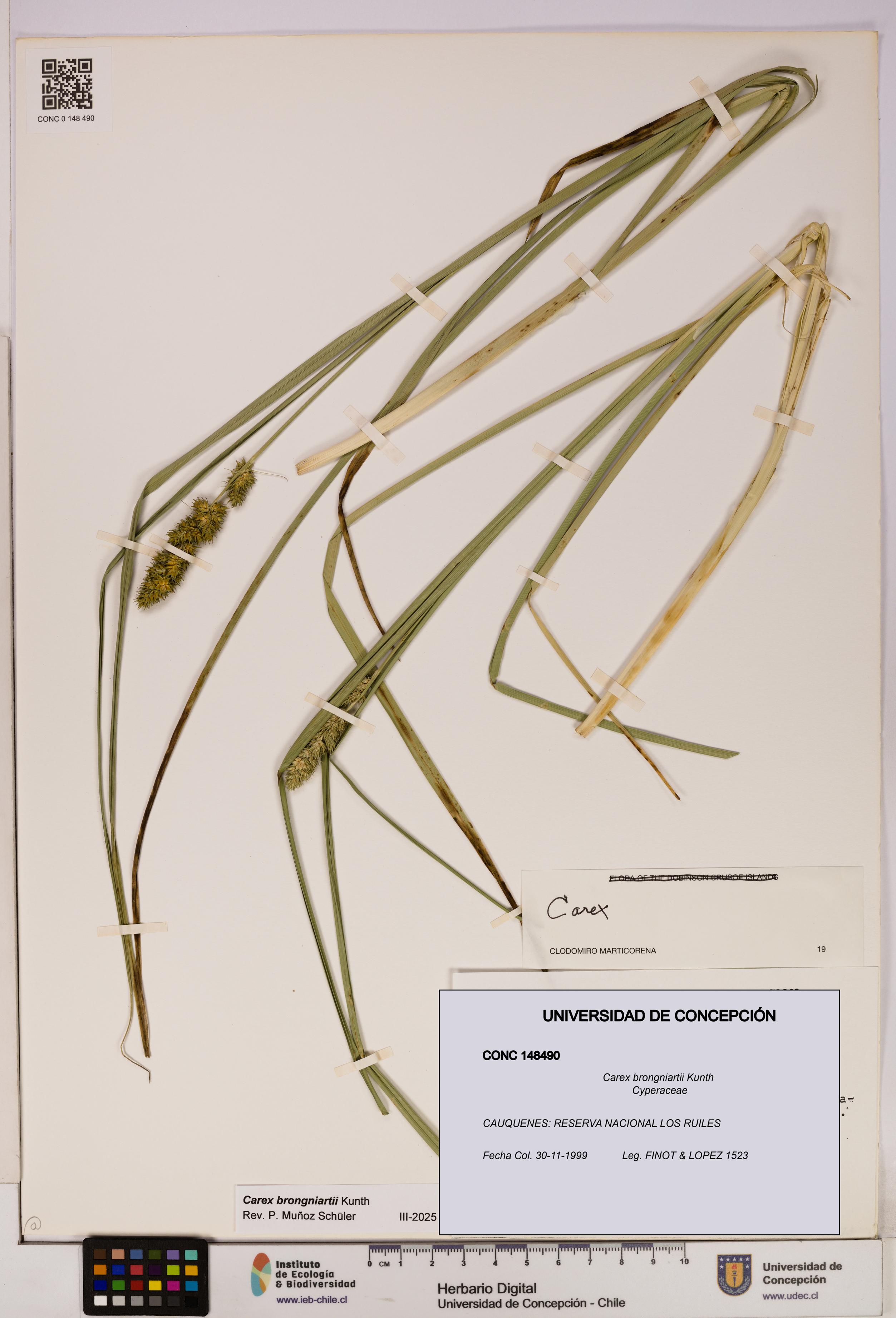 Carex brongniartii [Espécimen: UDEC:CONC:0148490]