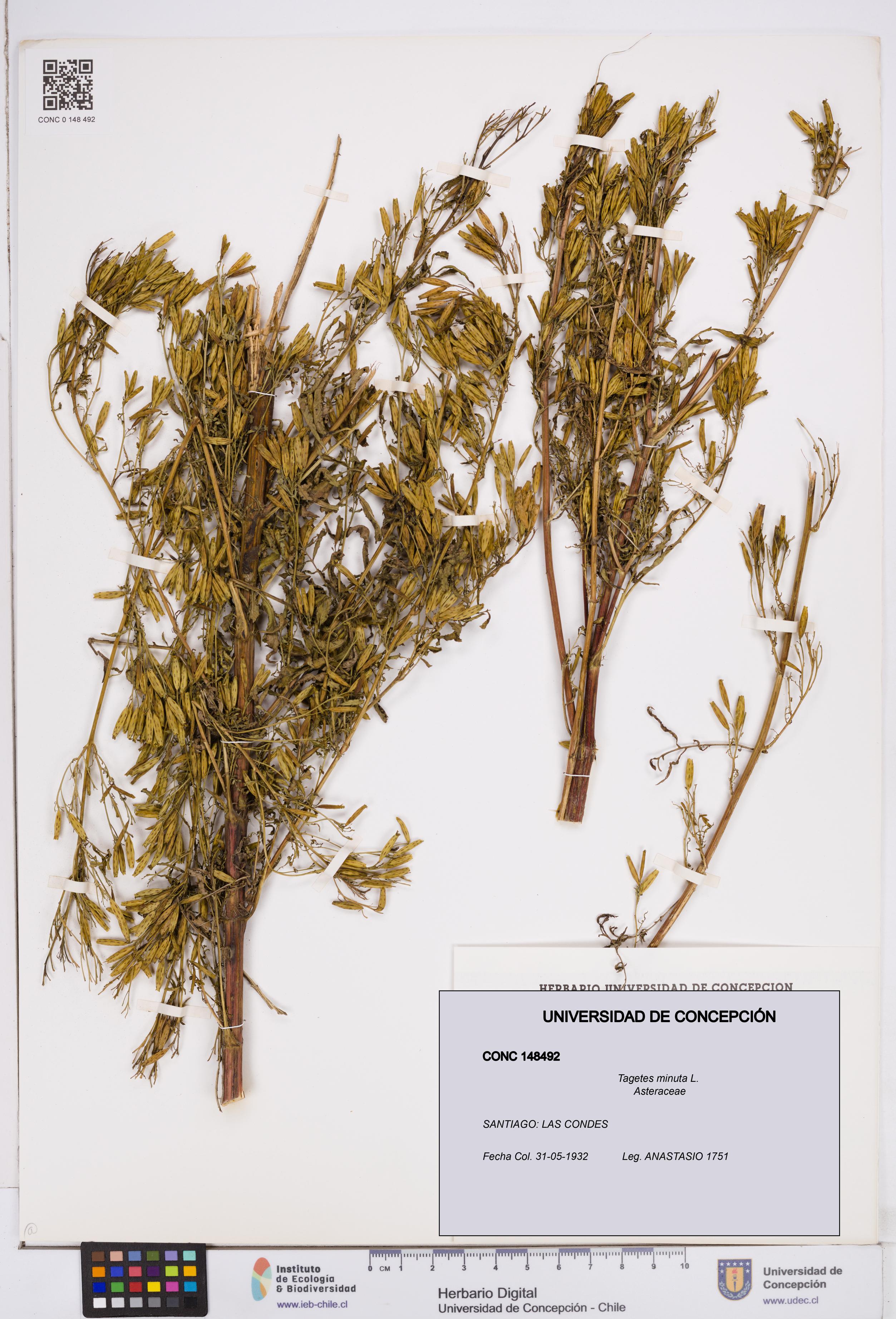 Tagetes minuta [Espécimen: ]