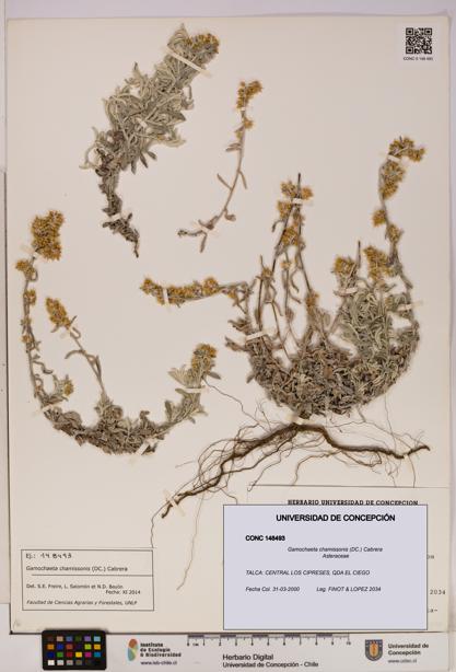 Gamochaeta chamissonis [Espécimen: UDEC:CONC:0148493]