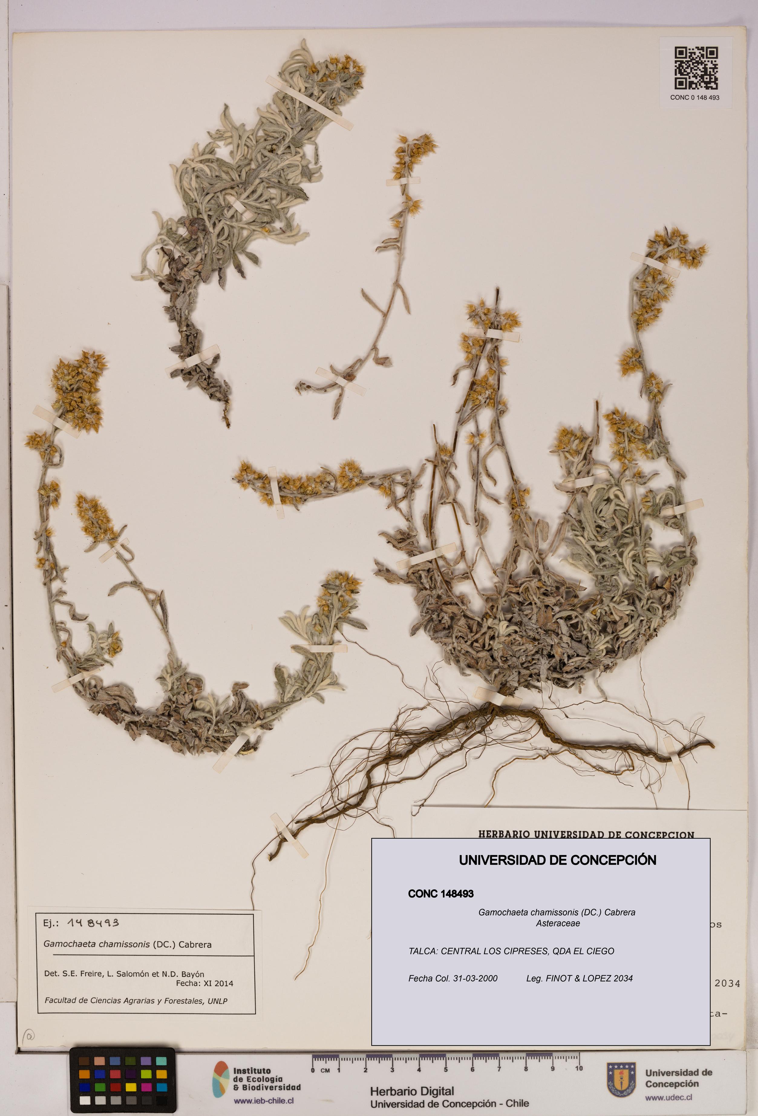 Gamochaeta chamissonis [Espécimen: UDEC:CONC:0148493]