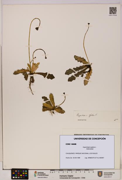 Hypochaeris glabra [Espécimen: UDEC:CONC:0148498]