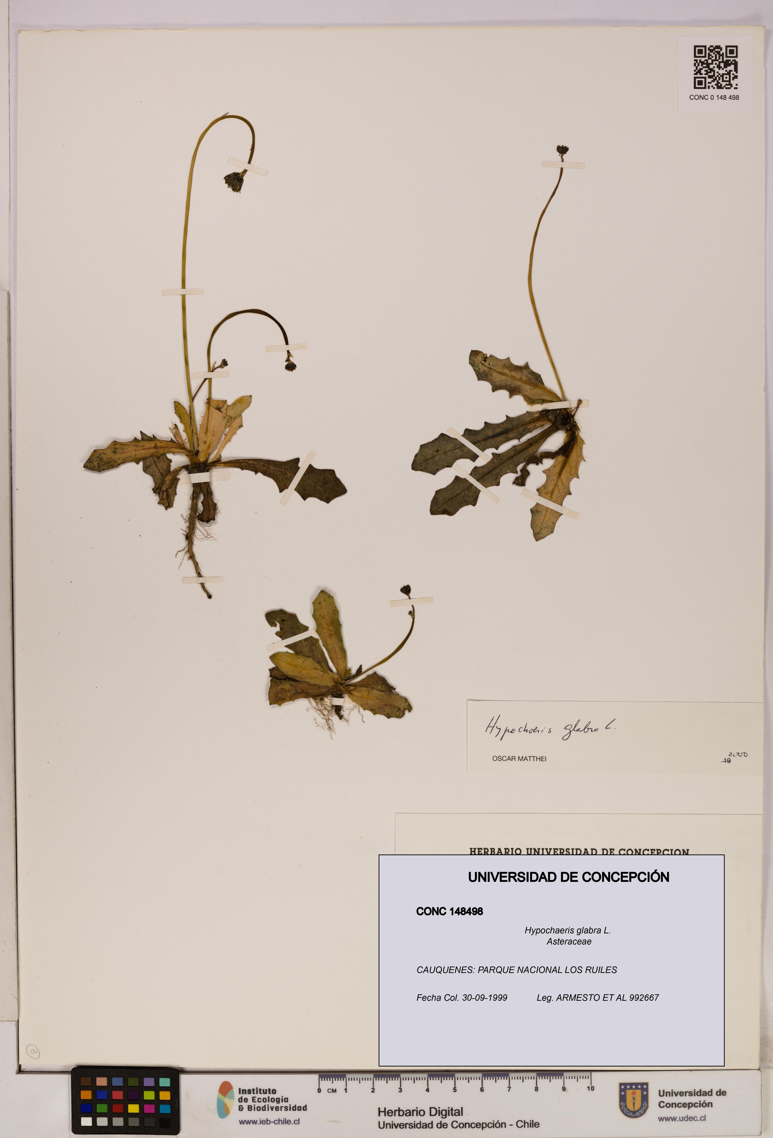 Hypochaeris glabra [Espécimen: UDEC:CONC:0148498]