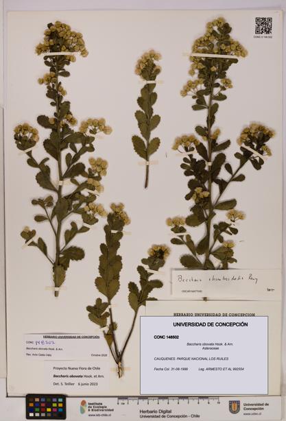 Baccharis obovata [Espécimen: UDEC:CONC:0148502]