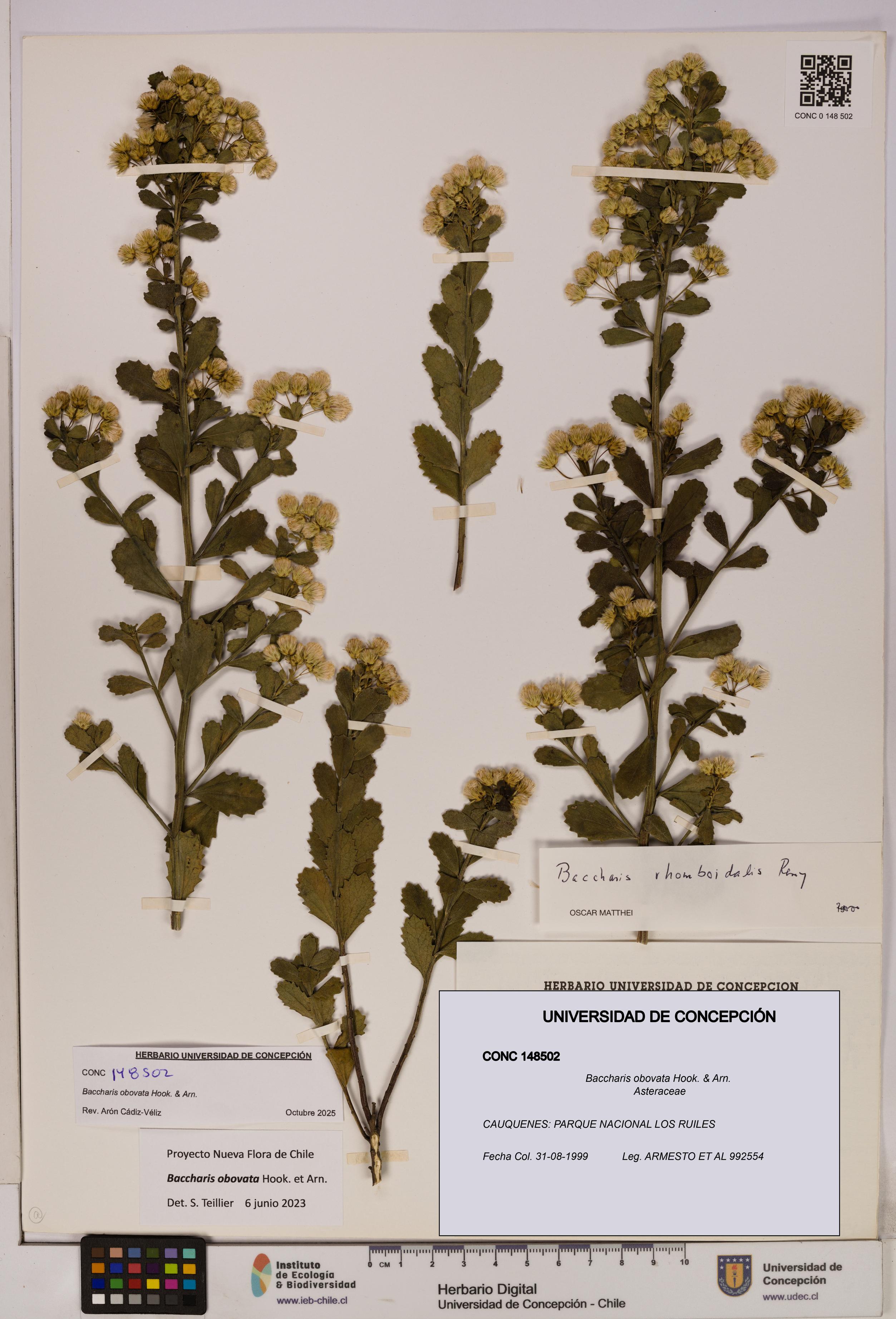 Baccharis obovata [Espécimen: UDEC:CONC:0148502]