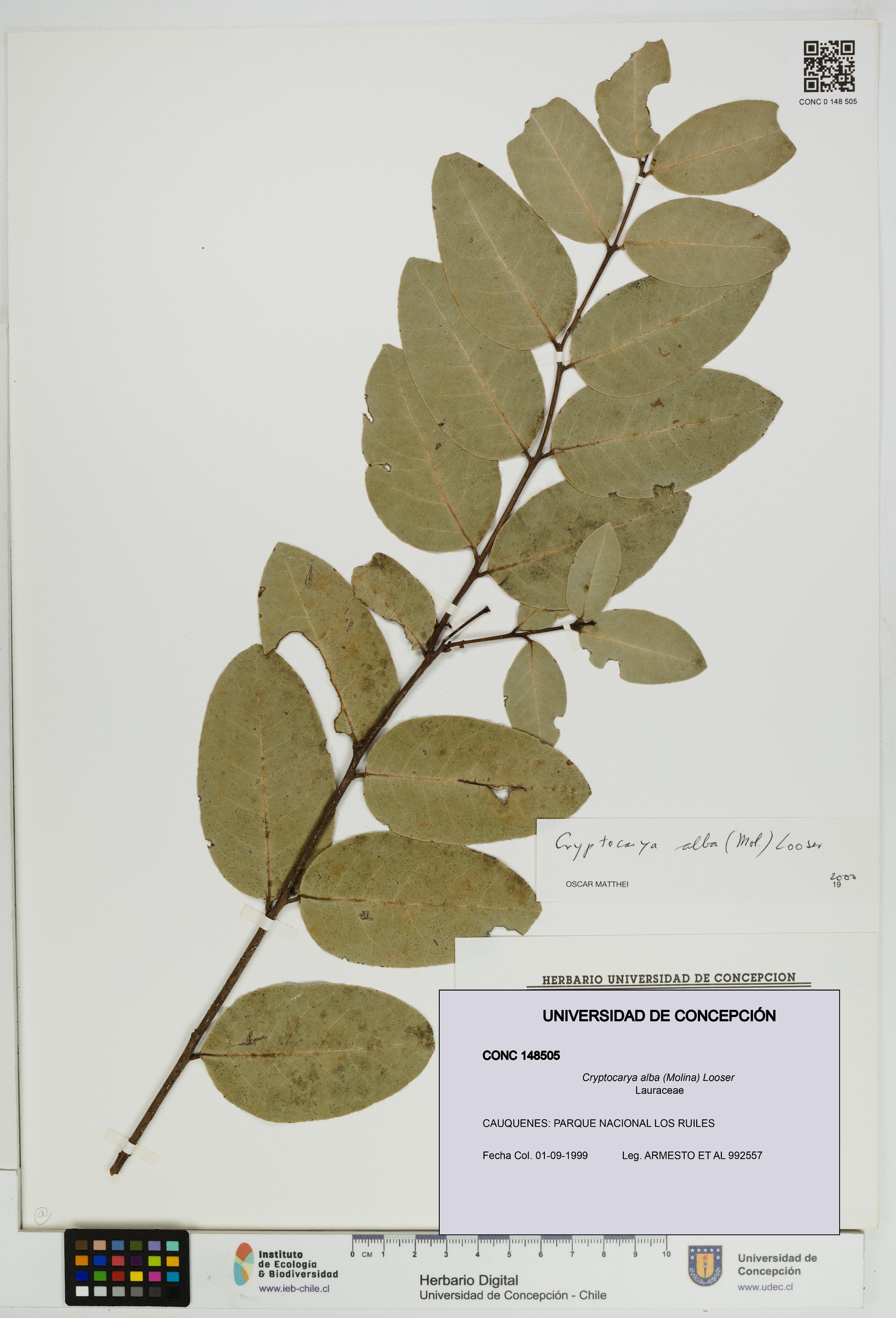 Cryptocarya alba [Espécimen: UDEC:CONC:0148505]