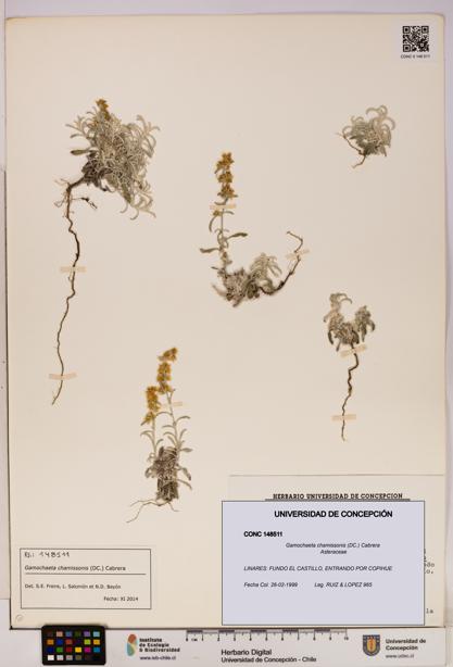 Gamochaeta chamissonis [Espécimen: UDEC:CONC:0148511]
