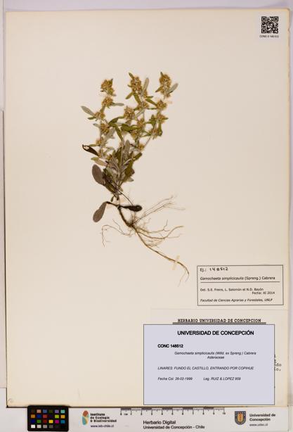 Gamochaeta simplicicaulis [Espécimen: UDEC:CONC:0148512]