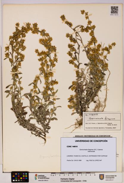 Gamochaeta filaginea [Espécimen: UDEC:CONC:0148515]