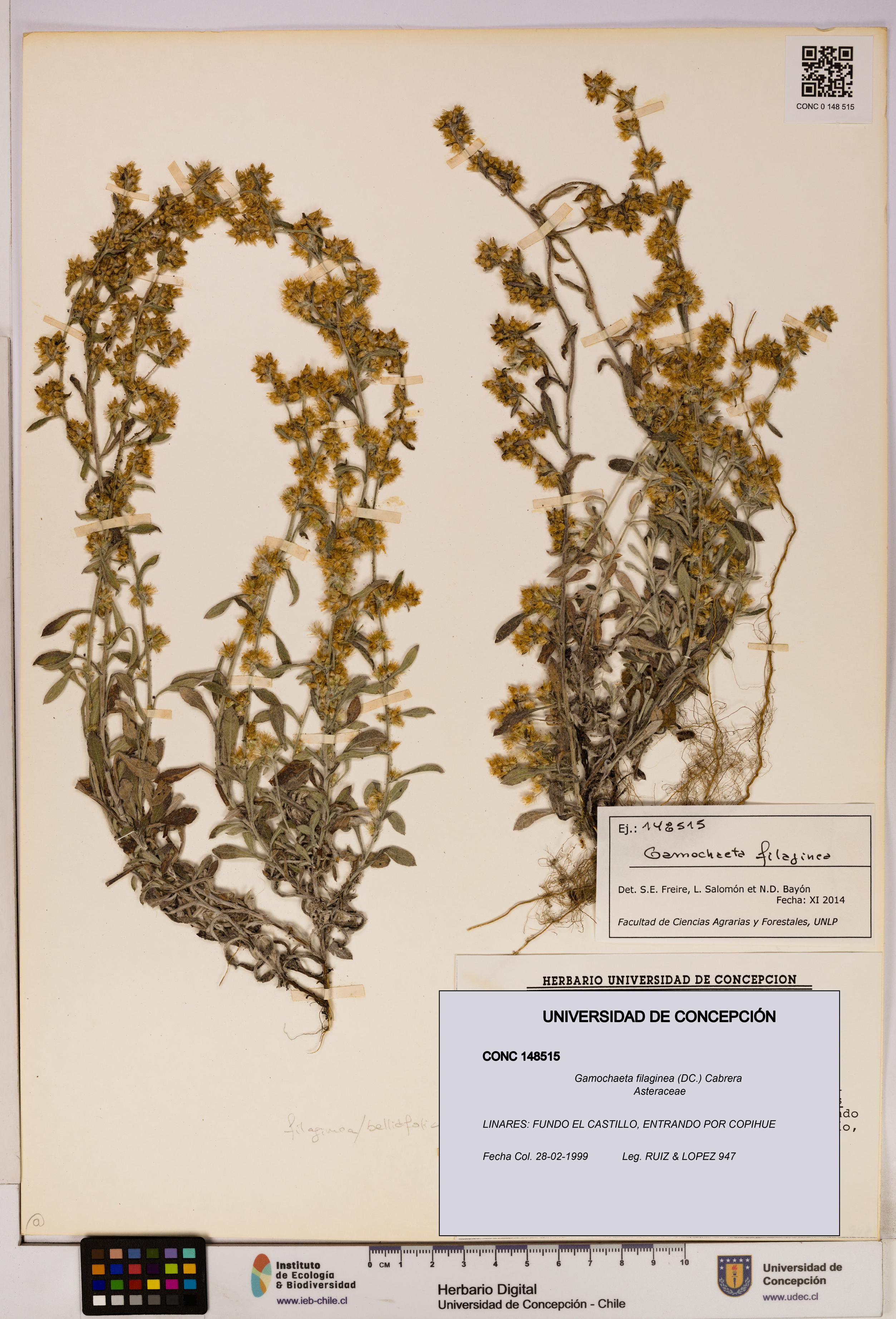 Gamochaeta filaginea [Espécimen: UDEC:CONC:0148515]