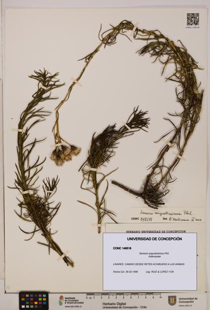 Senecio angustissimus [Espécimen: UDEC:CONC:0148518]
