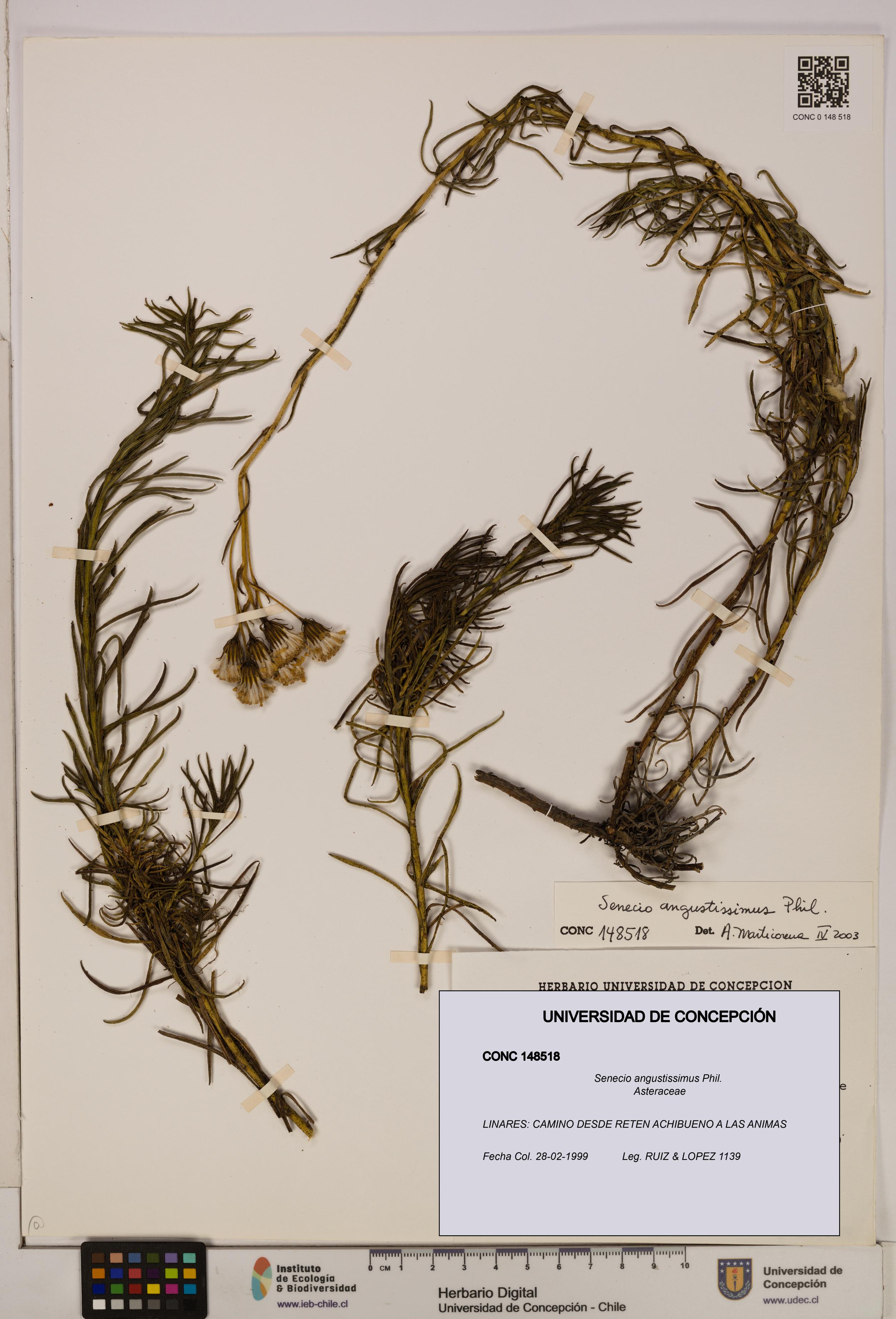 Senecio angustissimus [Espécimen: UDEC:CONC:0148518]