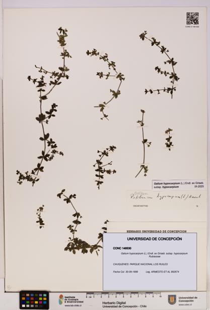 Galium hypocarpium subsp. hypocarpium [Espécimen: UDEC:CONC:0148530]