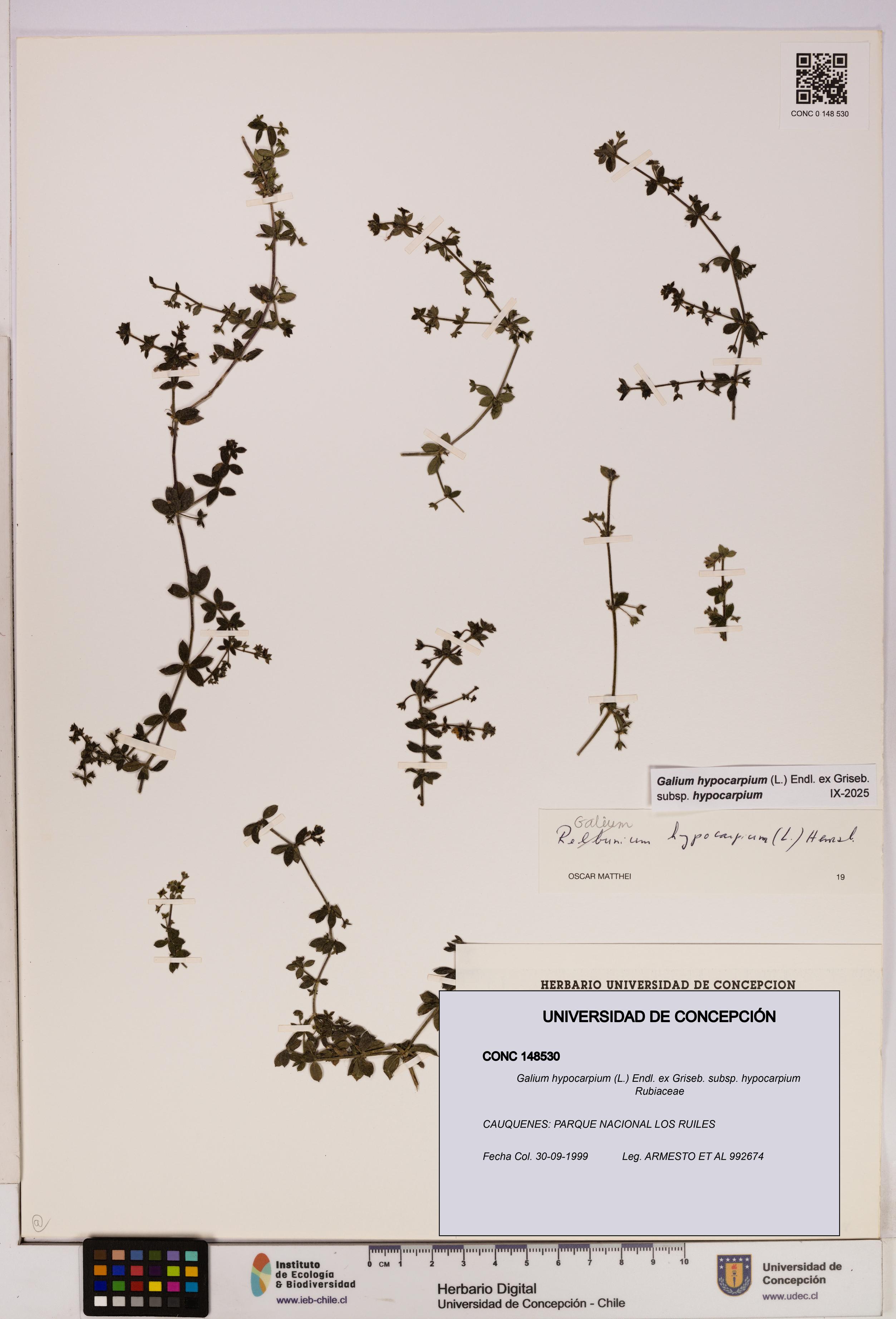 Galium hypocarpium subsp. hypocarpium [Espécimen: UDEC:CONC:0148530]