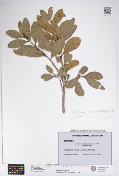 Lithraea caustica [Espécimen: UDEC:CONC:0148548]