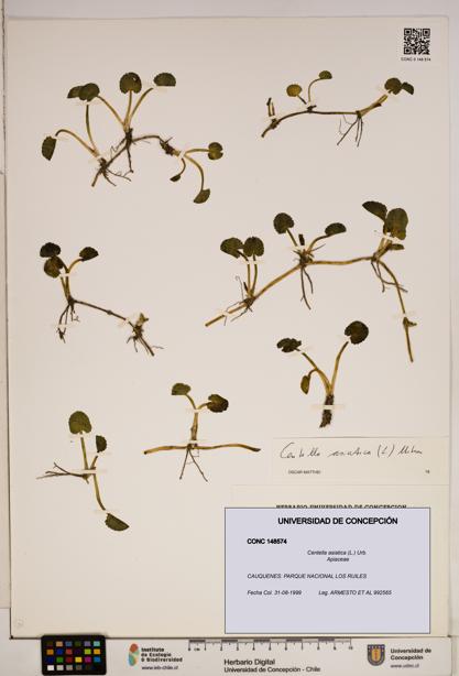 Centella asiatica [Espécimen: ]