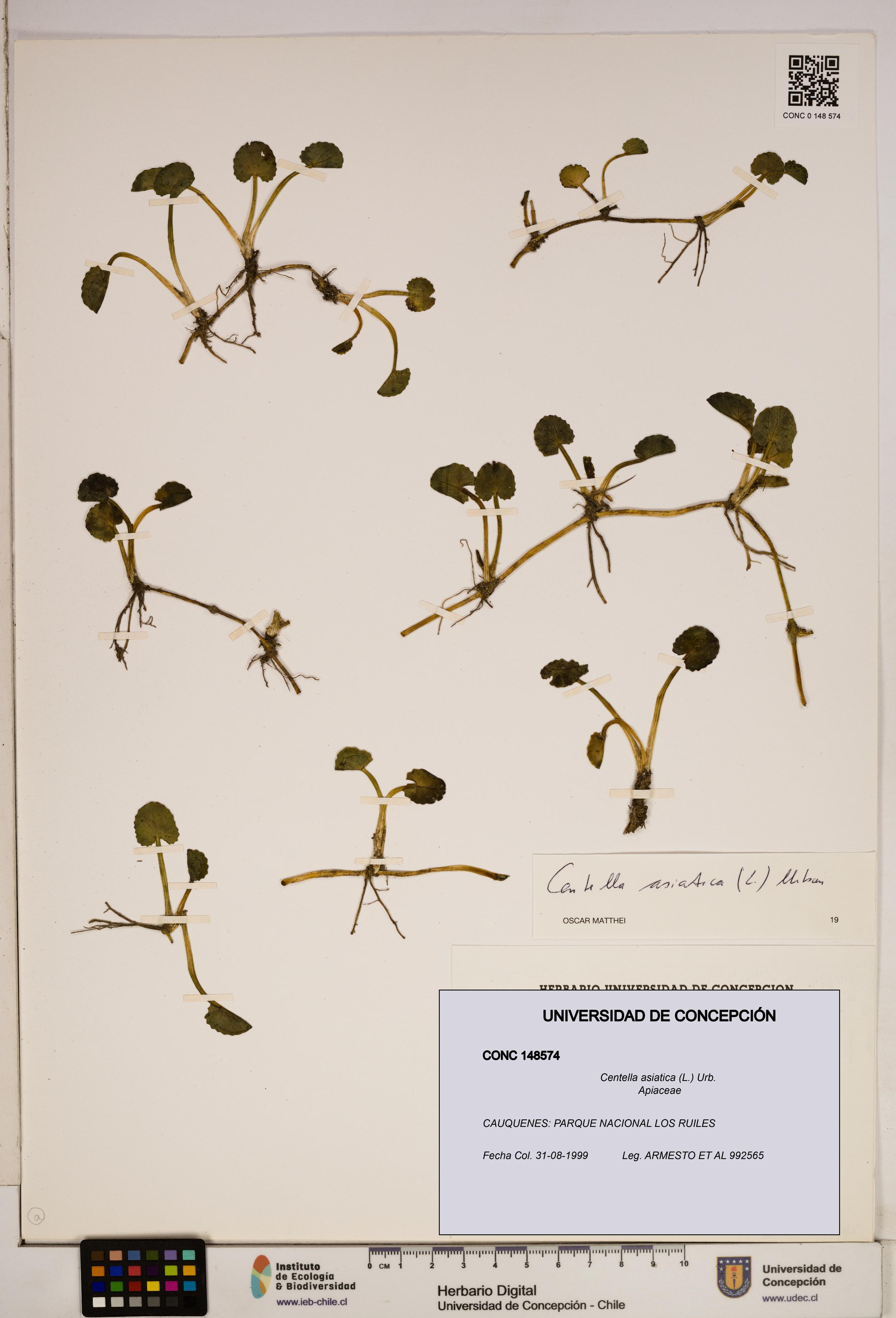 Centella asiatica [Espécimen: ]
