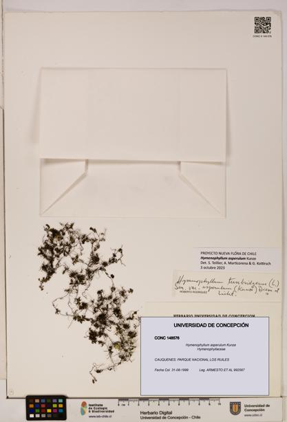 Hymenophyllum asperulum [Espécimen: UDEC:CONC:0148576]