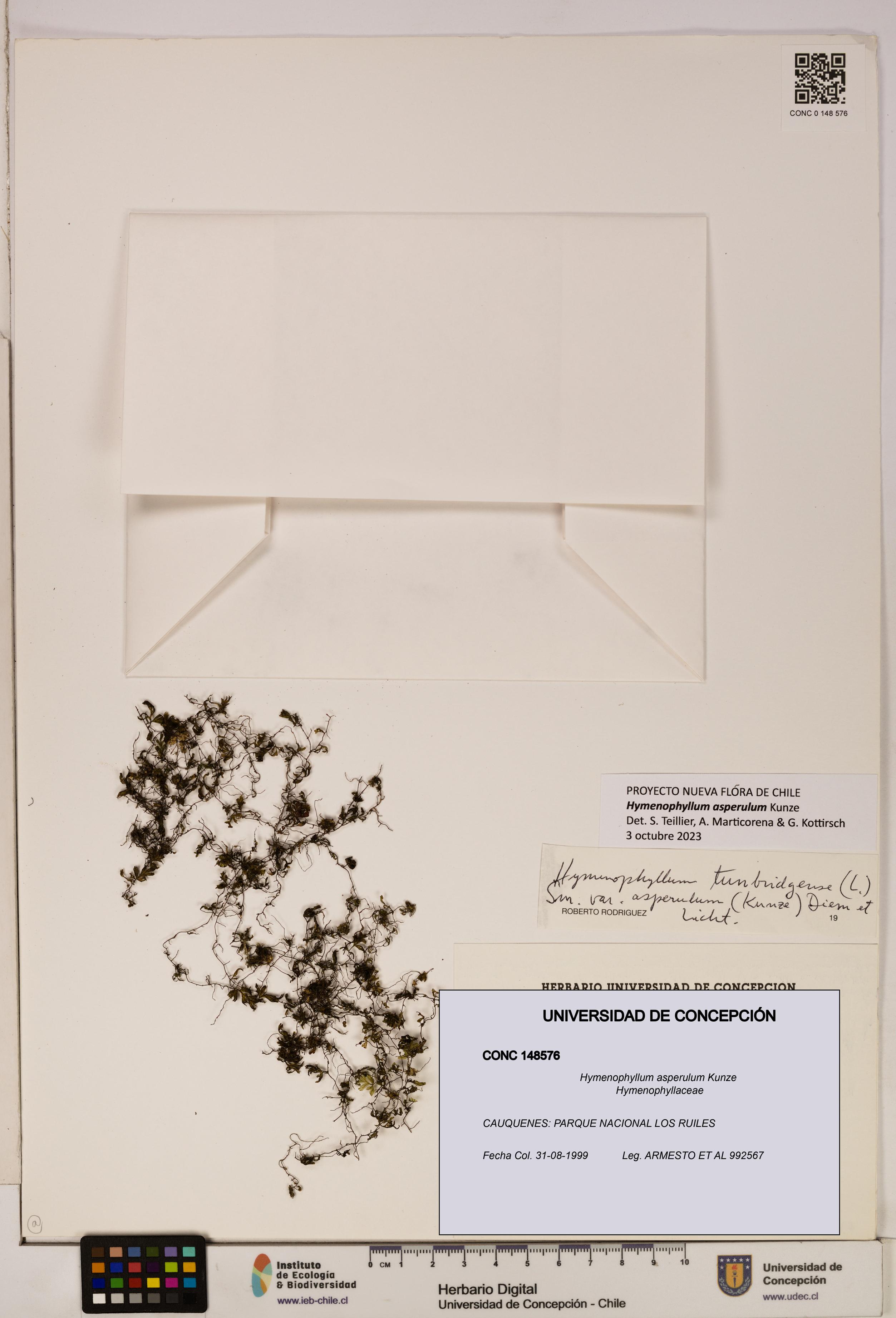 Hymenophyllum asperulum [Espécimen: UDEC:CONC:0148576]