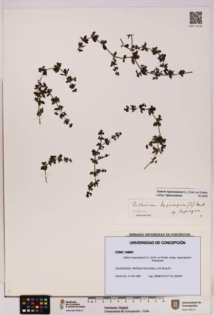 Galium hypocarpium subsp. hypocarpium [Espécimen: UDEC:CONC:0148581]