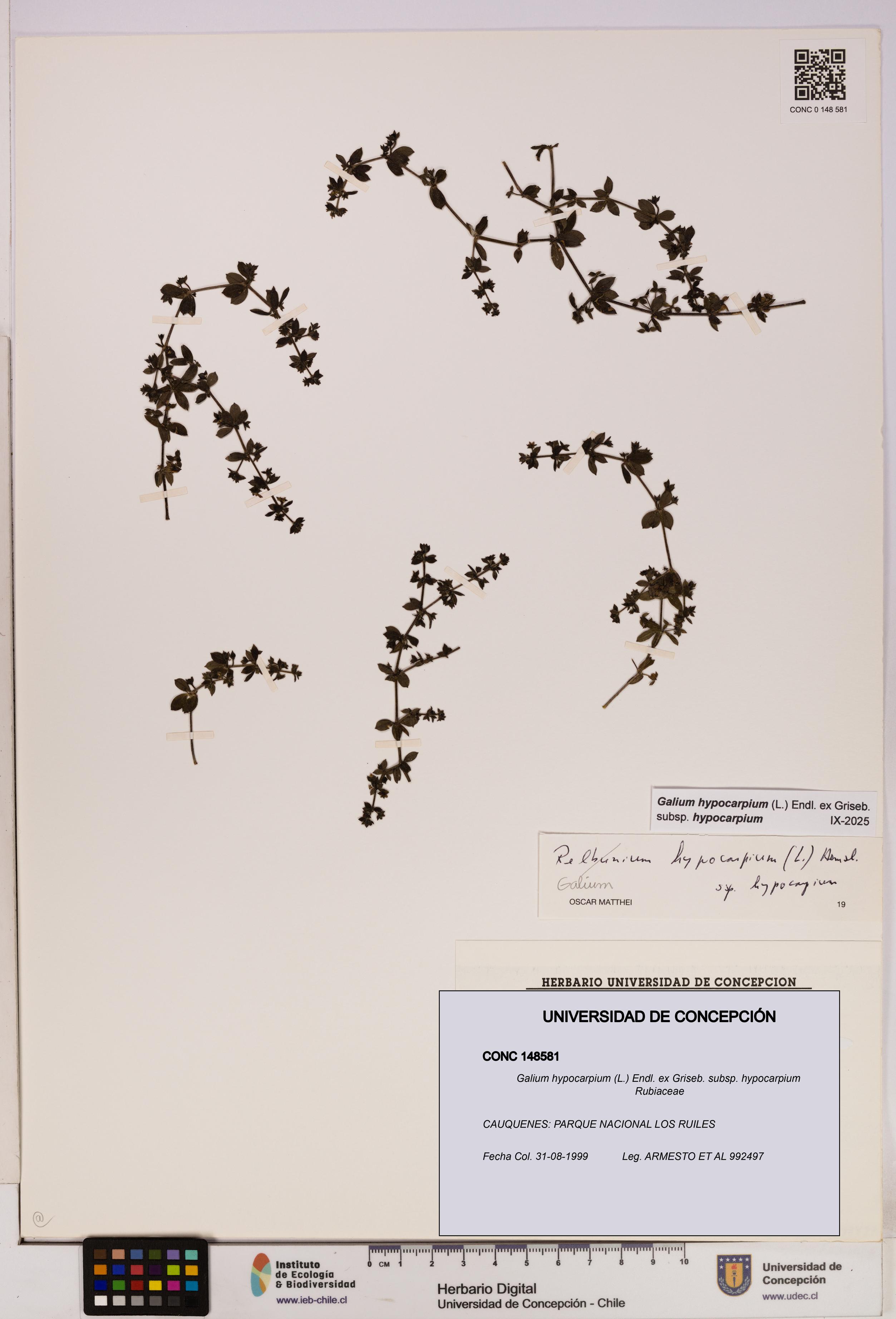 Galium hypocarpium subsp. hypocarpium [Espécimen: UDEC:CONC:0148581]