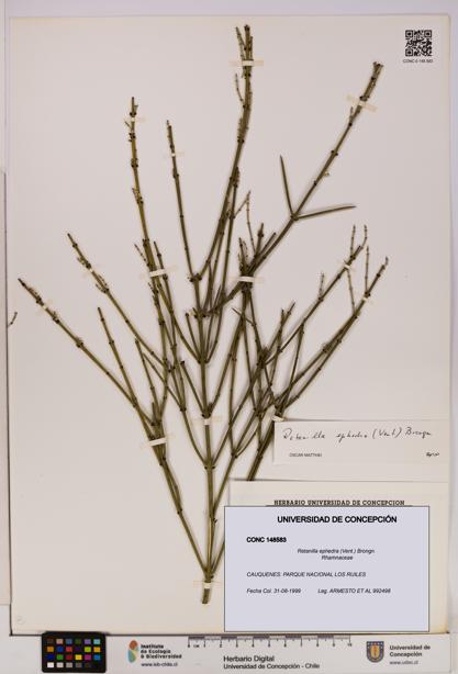 Retanilla ephedra [Espécimen: UDEC:CONC:0148583]