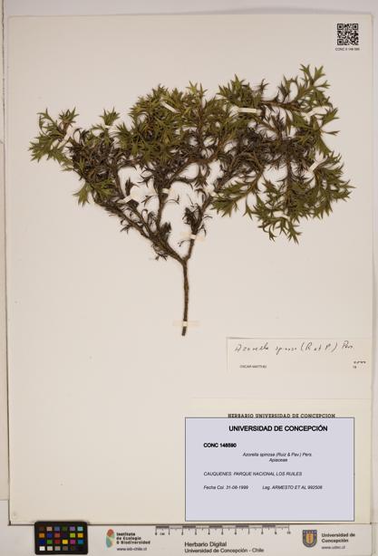 Azorella spinosa [Espécimen: ]