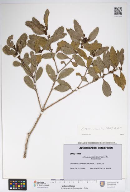 Lithraea caustica [Espécimen: UDEC:CONC:0148600]