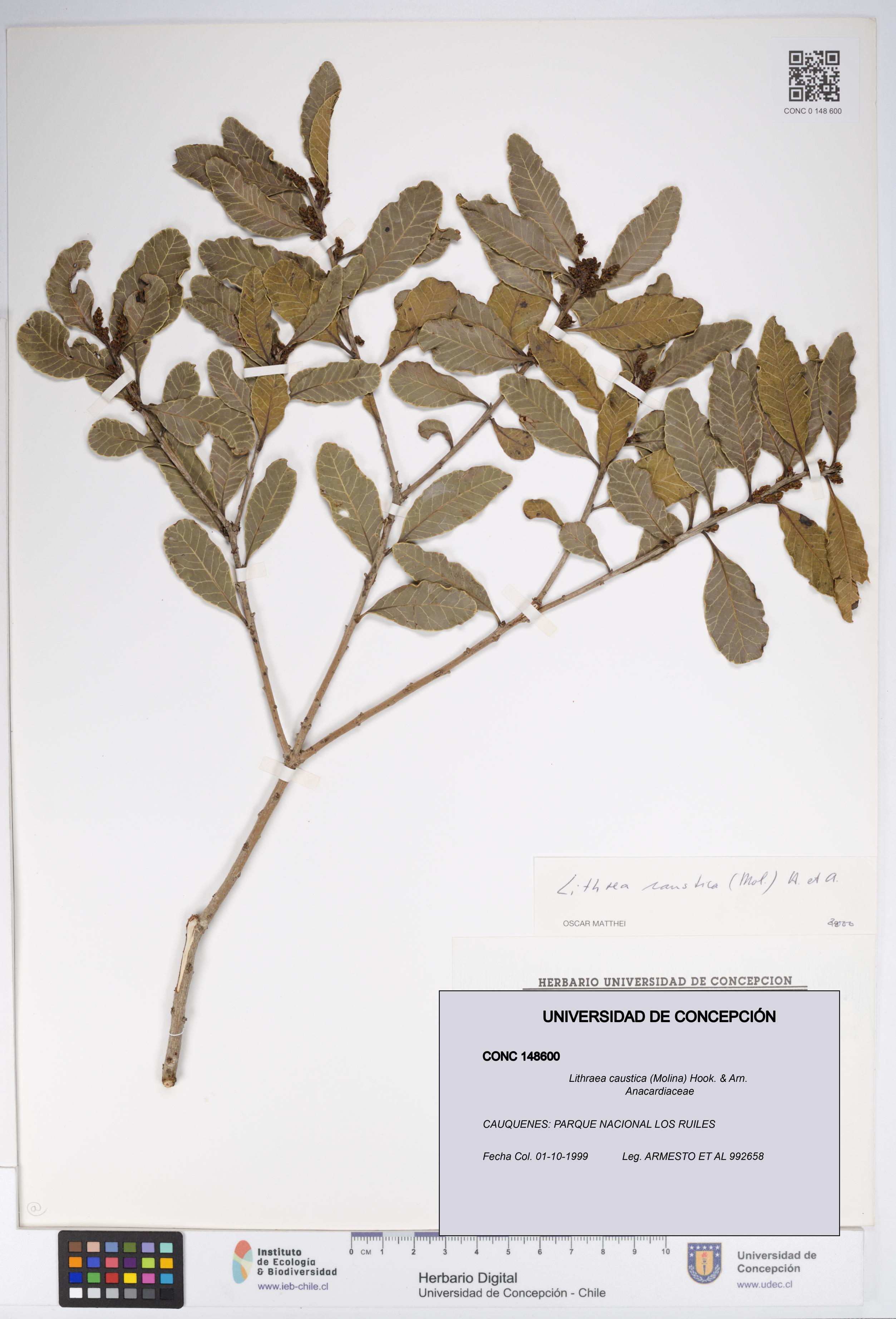 Lithraea caustica [Espécimen: UDEC:CONC:0148600]