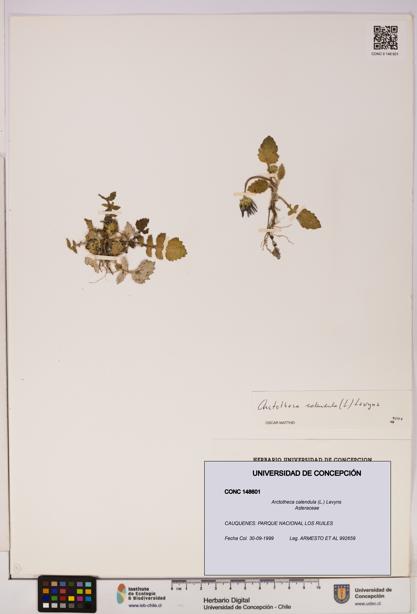 Arctotheca calendula [Espécimen: UDEC:CONC:0148601]