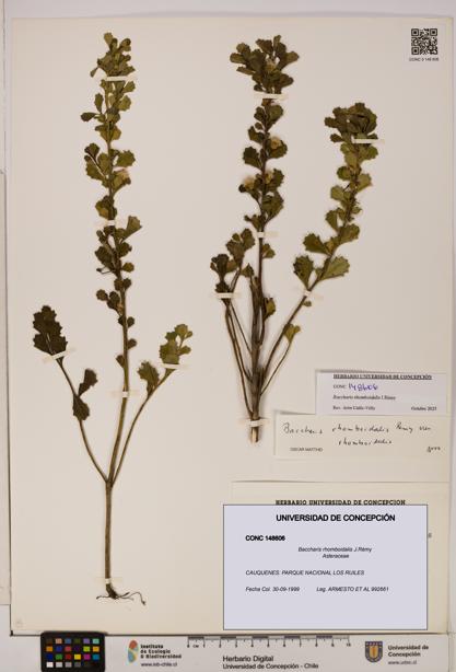 Baccharis rhomboidalis [Espécimen: UDEC:CONC:0148606]